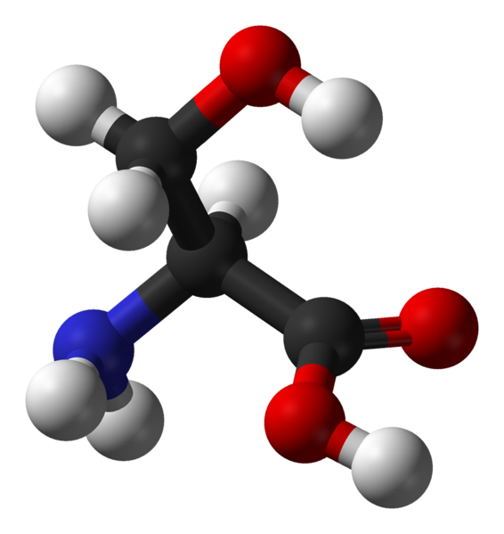 La sérine est souvent retrouvée dans les sites actifs des enzymes. © Ben Mills, Wikimedia, domaine public