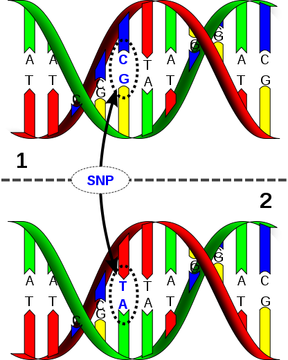 Les SNP sont des variabilités ponctuelles de la séquence d'ADN. © David Hall / Licence Creative Commons
