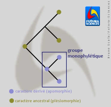 Les synapomorphies forment des groupes monophylétiques. &copy; Bruno Scala/Futura-Sciences