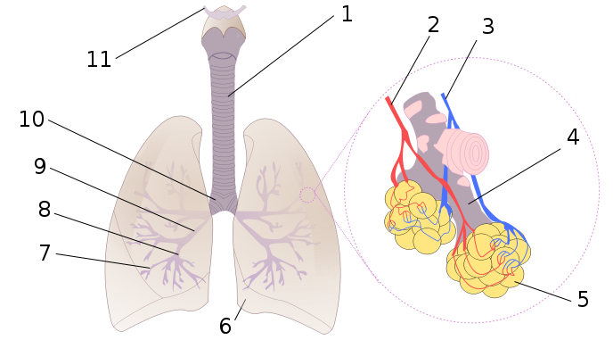 Vue du système respiratoire humain. La trachée porte le numéro 1. © Wikimedia Commons