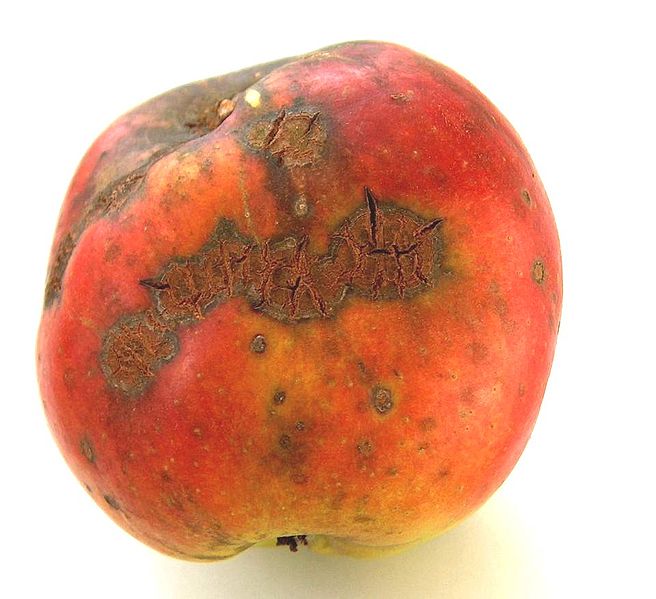 La tavelure du pommier est reconnaissable par ses taches brunes et la déformation du fruit. &copy;&nbsp;Markus Hagenlocher, Wikipédia, CC BY-SA 3.0