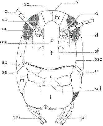 Schéma d’une tête de Locusta migratoria, le criquet migrateur, vue de face. Le labre correspond à la lettre l. Les autres lettres correspondent à : antenne (a), clypeus (c), dépression antennaire (d), front (f), fastigium du vertex (fv), joue (j), mandibule (m), ocelle médian (om), ocelle latéral (ol), palpe labial (pl), palpe maxillaire (pm), région subgénale (rs), suture coronale (sc), suture clypéolabrale (scl), suture épistomiale (se), suture oculaire (so), suture pleurostomiale (sp), suture sous-oculaire (sso), vertex (v). © Cirad