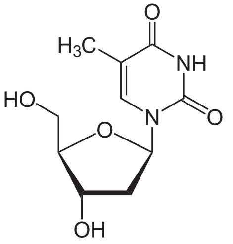 La thymidine est un nucléotide entrant dans la composition de l'ADN. © NEUROtiker, Wikimedia, domaine public