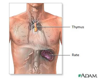 Le thymus est le lieu de la maturation des lymphocytes T. © Adam