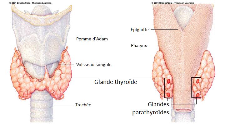 La thyroïde, située dans la gorge, est la plus grande glande du corps humain. © Brooks/Cole