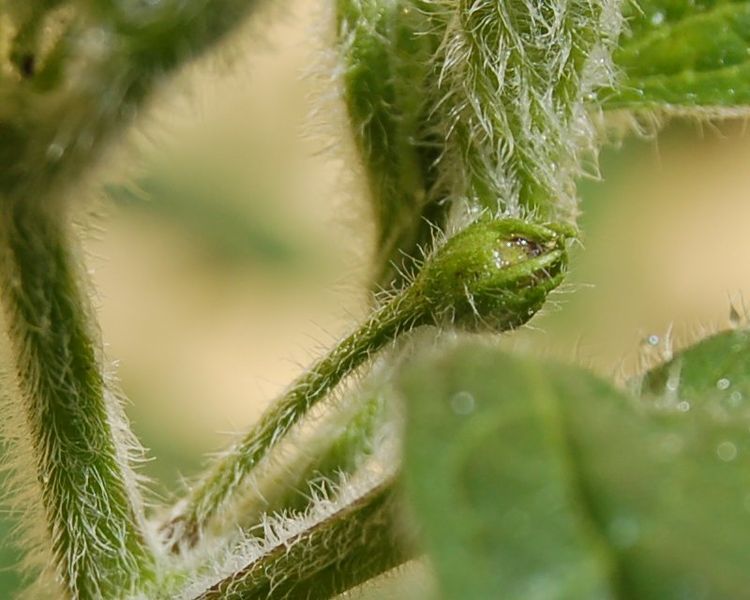 Les trichomes, des sortes de poils végétaux,&nbsp;sont clairement visibles sur ce rocoto (Capsicum pubescens), une plante qui produit des piments forts.&nbsp;© Lrothc, Wikimedia commons, cc by sa 2.5