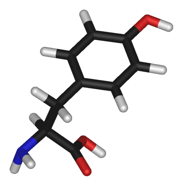 La tyrosine est un acide aminé non essentiel. © Domaine public
