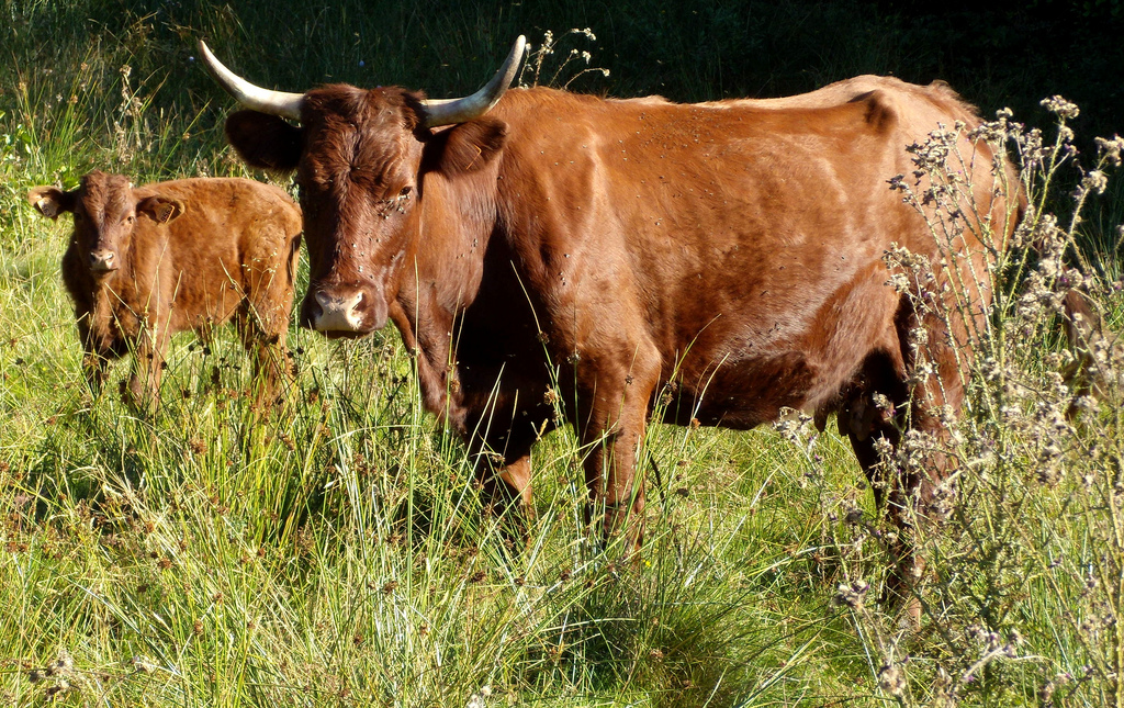 Des vaches pesant 500 à 600 kg peuvent avoir un rumen, ou panse,&nbsp;d'un volume de 100 litres.&nbsp;© Serge Laroche, Flickr, CC by-nc-nd 2.0


