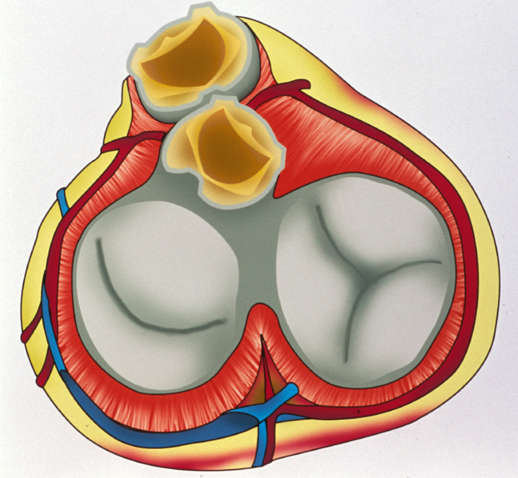 La valvule tricuspide sépare le ventricule droit de l’oreillette droite du cœur. © Phovoir
