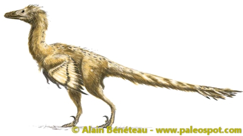 Reconstitution d'un dinosaure de la famille des dromaeosauridés : le vélociraptor. Les couleurs du plumage sont hypothétiques. © Alain Bénéteau