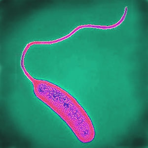 L'agent du choléra est la bactérie Vibrio cholerae, une bacille à flagelle. © AJC1, Flickr, CC by-nc 2.0