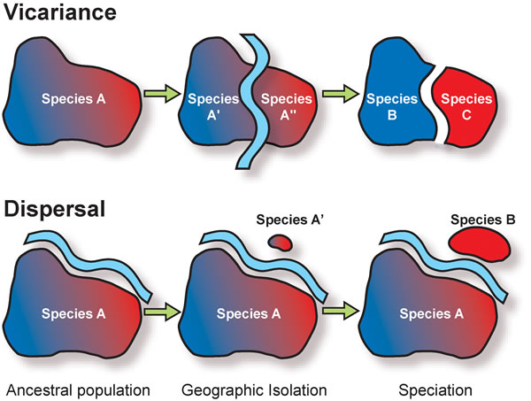 La première ligne présente le principe de la vicariance. Une population (ancestral population) d'une espèce donnée (Species A) est divisée par une barrière (Geographical isolation). Les échanges de gènes sont interrompus entre les deux groupes (Species A' et A''). Ils vont alors évoluer indépendamment l'un de l'autre au point de donner naissance à de nouvelles espèces (Species B et C). Dans le cas de la dispersion (ligne du bas), un groupe d'individus s'isole (Species A') de la population de base, par exemple en franchissant un obstacle, et va finir par former une nouvelle espèce au cours de l'évolution (Species B). © Geosociety.org