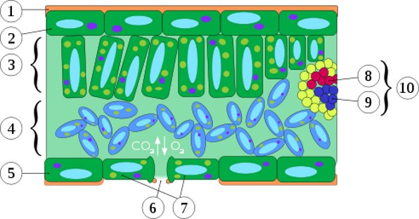 Schéma d'une coupe transversale de feuille montrant ses différents constituants : (1) cuticule, (2) et (5) épiderme, (3) parenchyme palissadique, (4) parenchyme spongieux, (6) stomate, (7) cellules stomatiques, (8) xylème, (9) phloème, (10) tissu conducteur. © Nova, Wikipédia GNU
