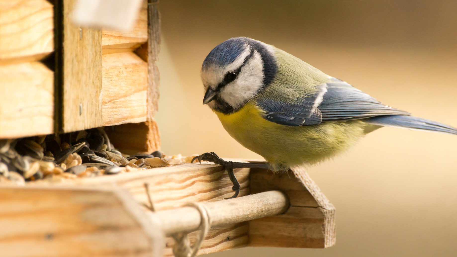Si le nourrissage des oiseaux est relativement consensuel en hiver, il est plus controversé en été. © moquai86, fotolia