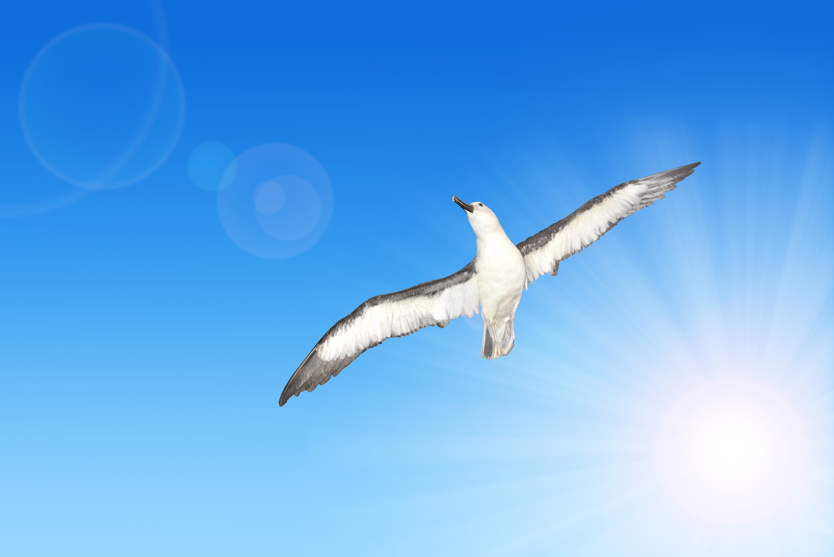 En plein vol, le grand albatros (Diomedea exulans) étend ses ailes qui peuvent atteindre une envergure de 3,70 m. © vencav, Fotolia