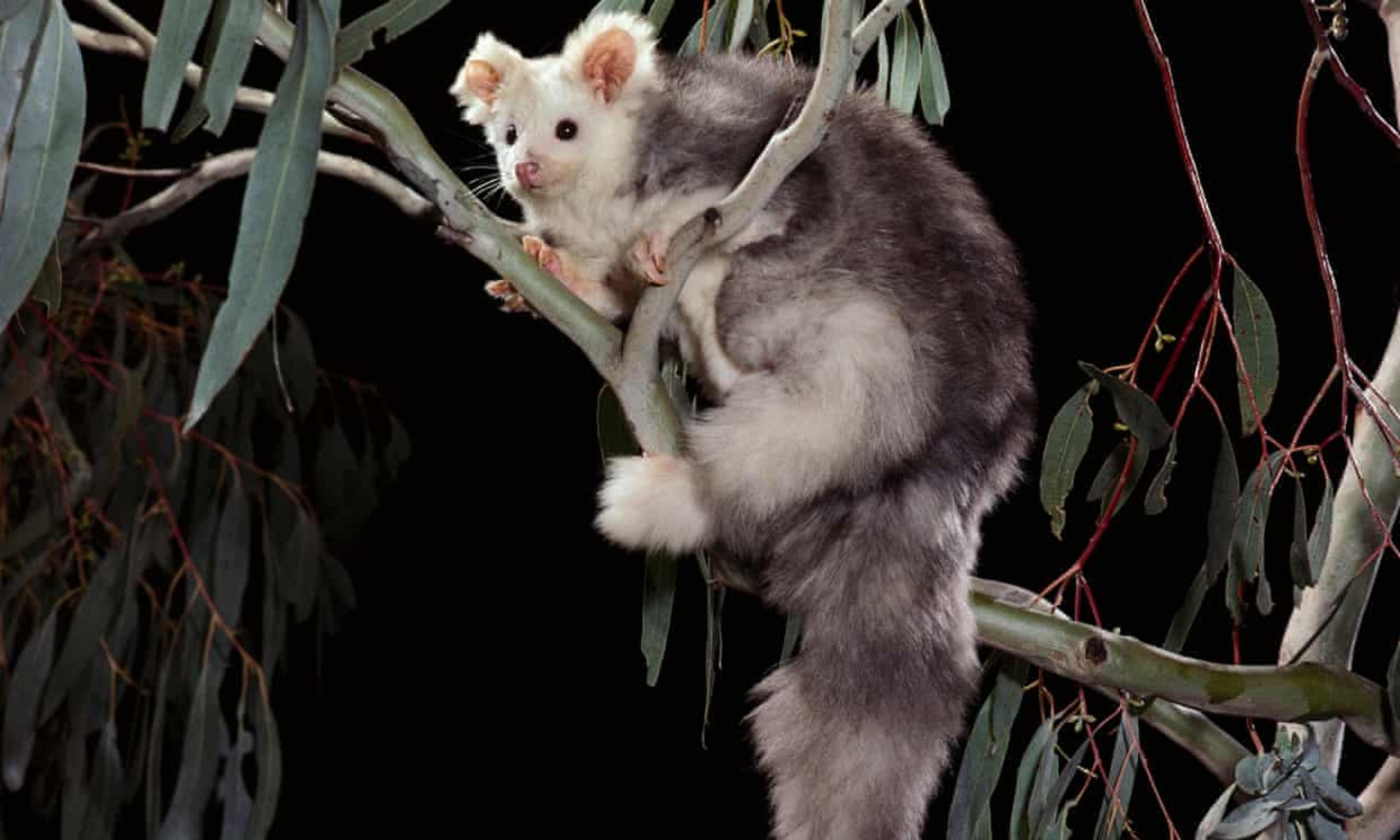 Le grand phalanger volant vit des les forêt d'eucalyptus de la Cordillère australienne. © Alamy Stock Photo