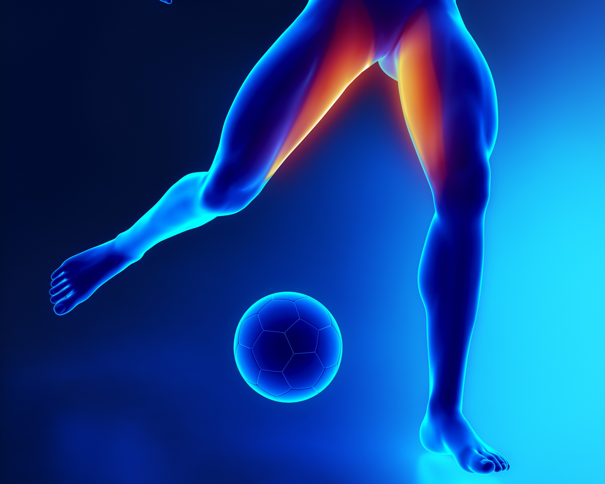 Le grand adducteur est un muscle qui permet de rapprocher une jambe de l’autre. Les blessures aux adducteurs sont fréquentes chez les sportifs comme les footballeurs. © CLIPAREA l Custom media, Shutterstock