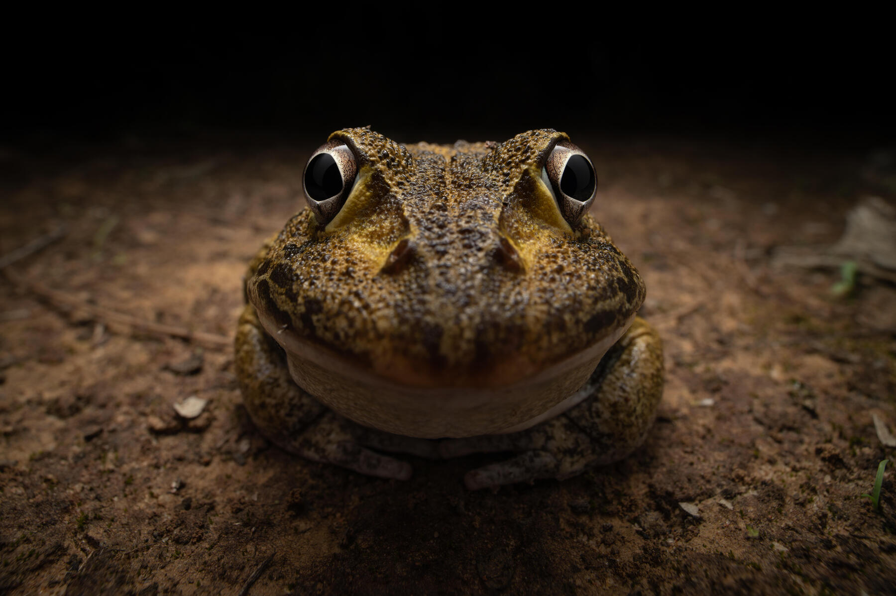 Cette année, le Comedy Wildlife Photography a reçu presque 9 000 candidatures au total, provenant de 98 pays différents. © Kingston Tam / Nikon Comedy Wildlife