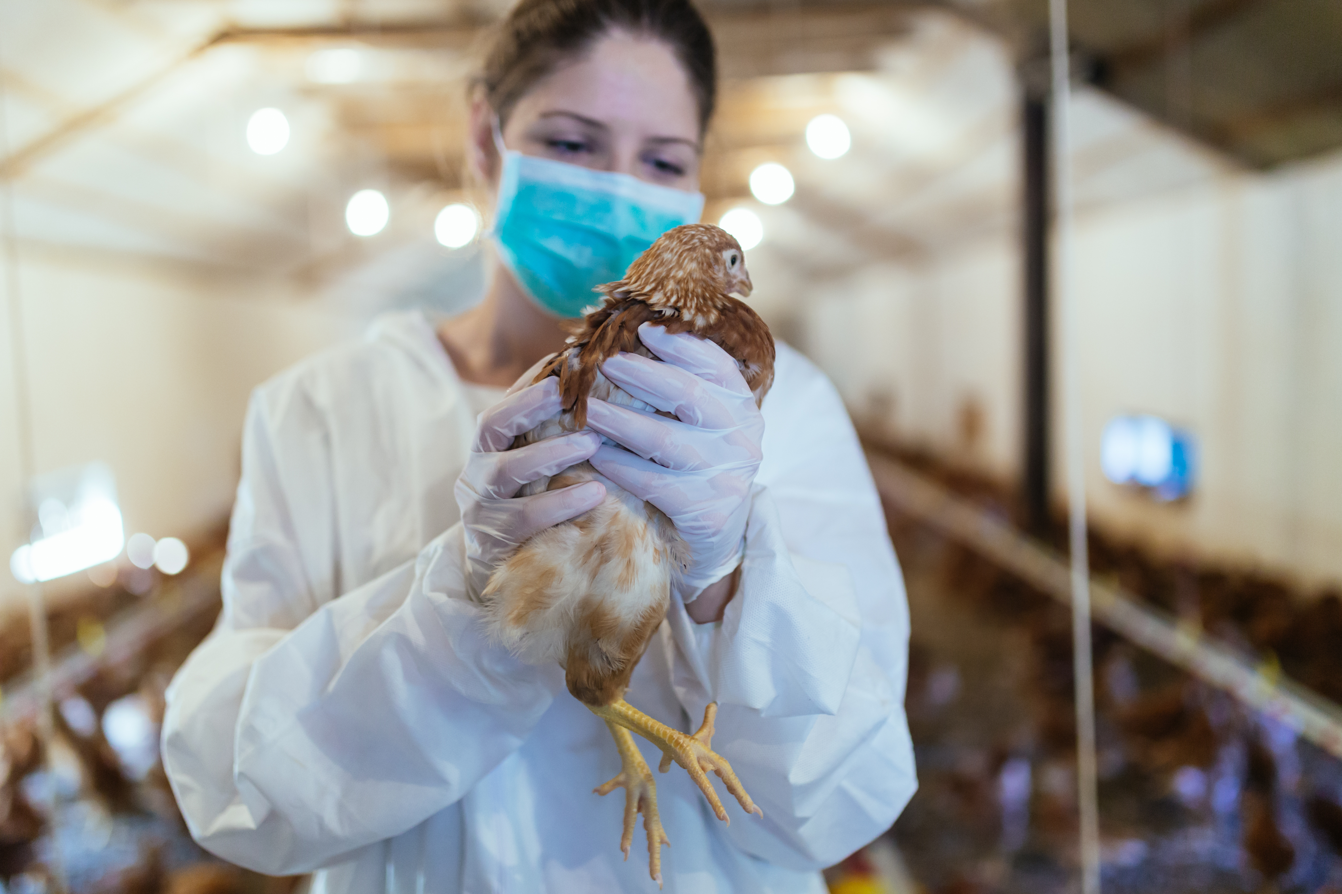 De nombreux élevages de poule ont été contaminés par la grippe aviaire dans le monde. © hedgehog94, Adobe Stock