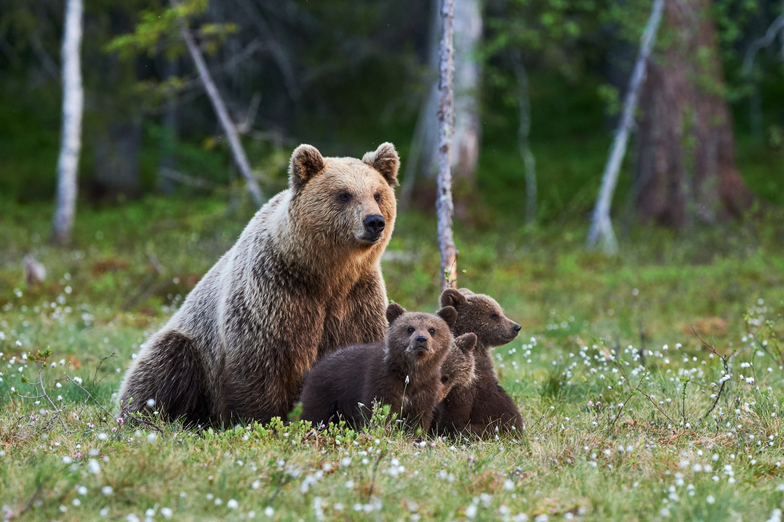 Cette pratique a également engendré des dommages collatéraux, provoquant par exemple la fin prématurée d’une étude de 20 ans sur les loups dans la réserve voisine, leur population étant devenue trop faible. © lucaar, Adobe Stock