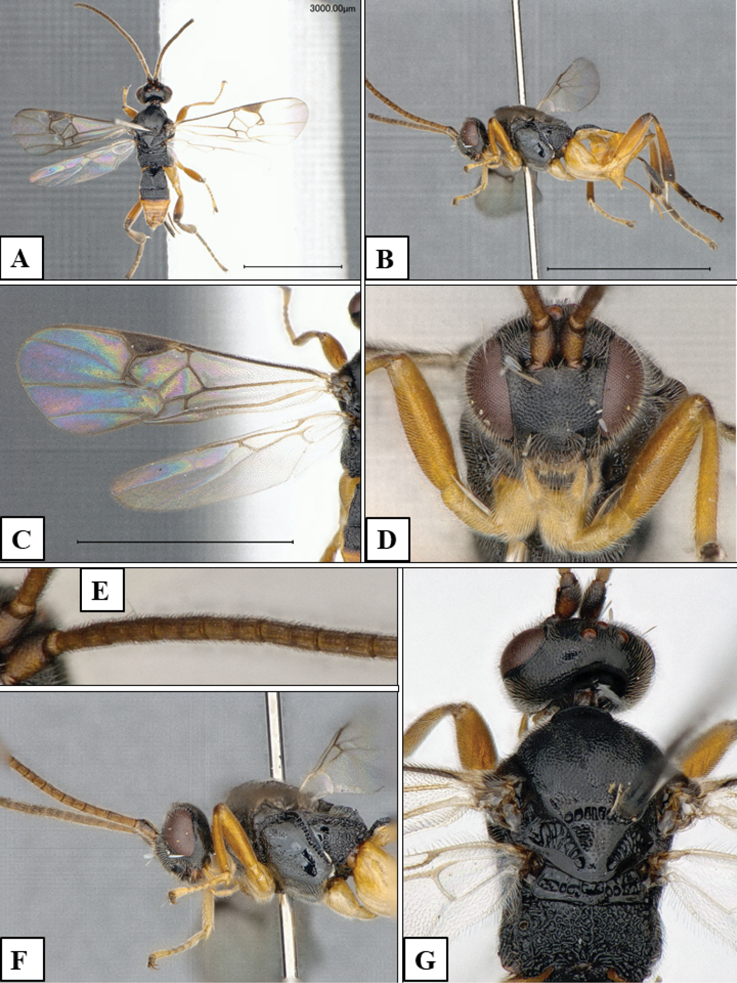 Plusieurs photos de Microgaster godzilla, la nouvelle espèce de guêpe parasitoïde décrite par les scientifiques. © Fernandez-Triana J et al.,&nbsp;Journal of Hymnoptera Research
