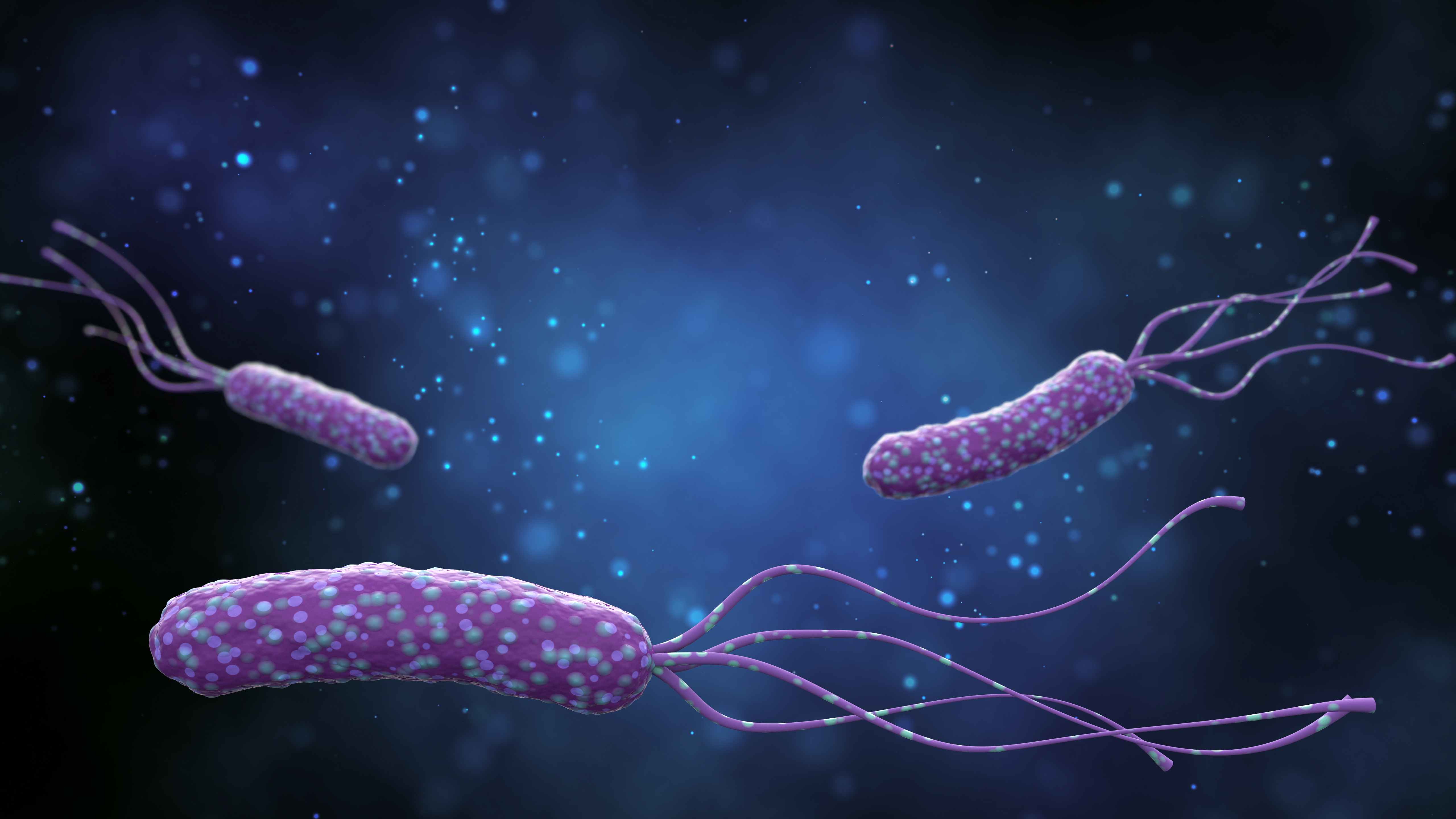 Helicobacter pylori&nbsp;: une bactérie pouvant vivre dans un environnement acide. © k_e_n, Adobe stock