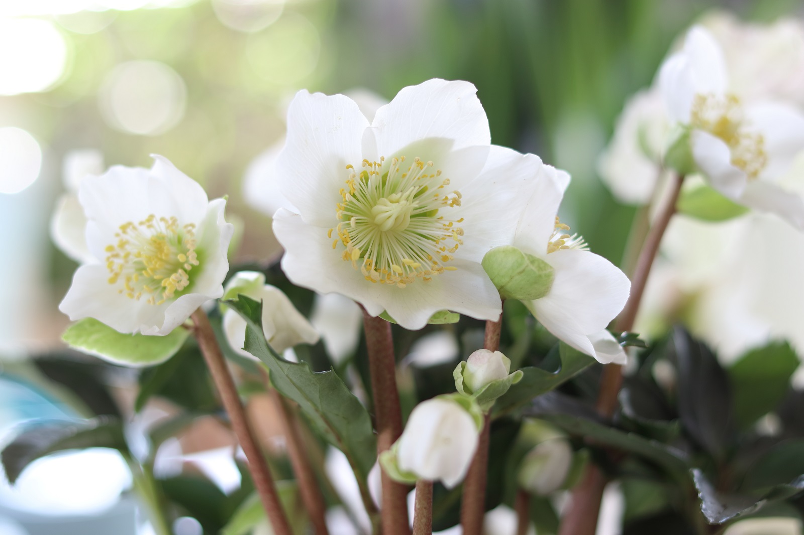 Magnifiques fleurs de roses de Noël ©Bydlinska, Adobe Stock