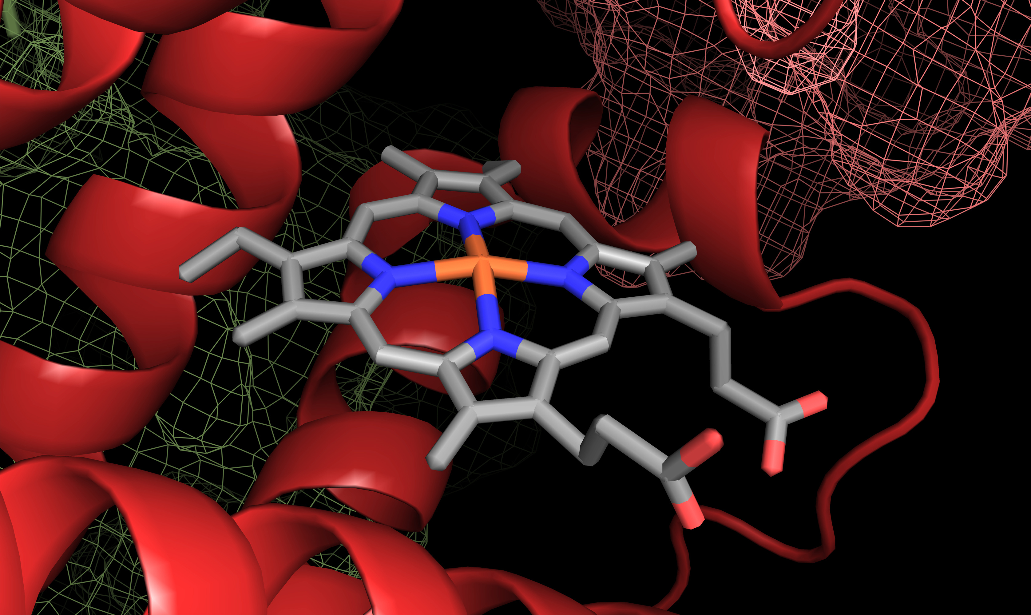 Structure moléculaire de l’hème avec, au centre de la porphyrine, l’atome de fer. © Catalin, Adobe Stock