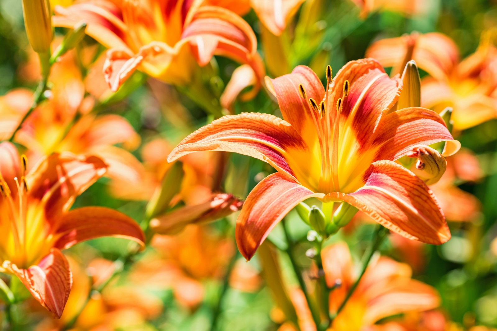 Magnifiques hémérocalles qui fleurissent de juin à septembre. © Yakov, Adobe Stock