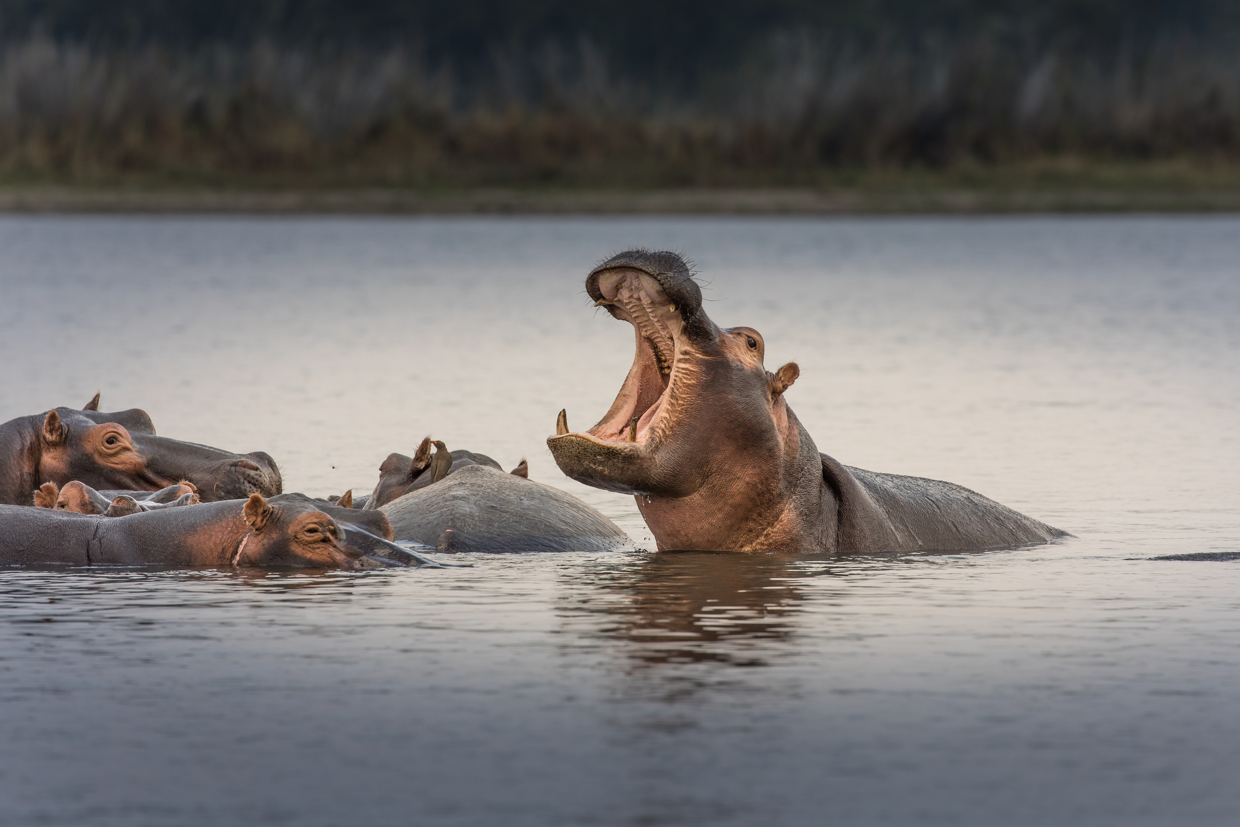 Cette séquence apporte une nouvelle preuve que les animaux ont des émotions et des pensées complexes. © Radek, Adobe Stock