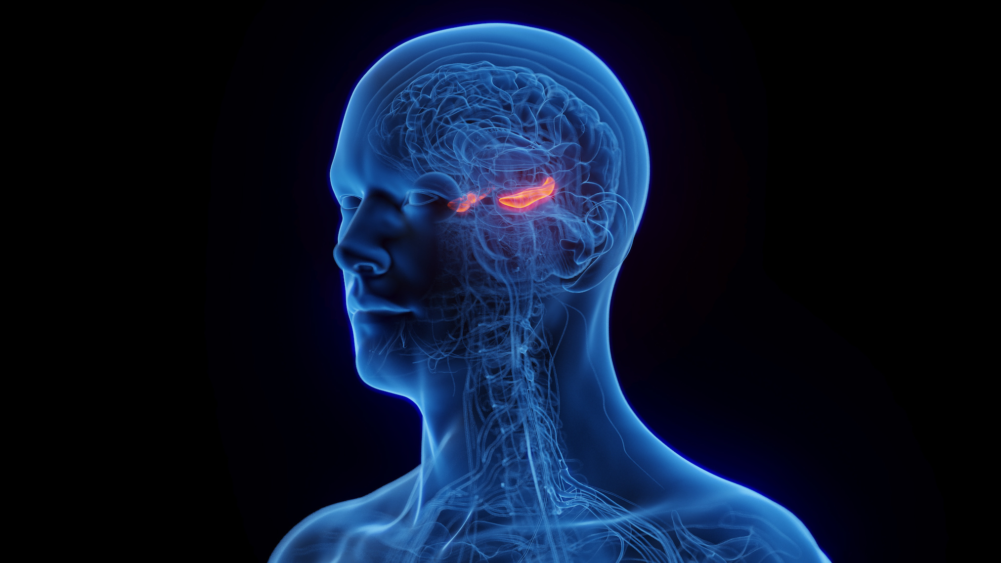 Des chercheurs suédois sont parvenus à confirmer clairement la présence de cellules souches neuronales dans l’hippocampe de cerveaux adultes. © Sebastian Kaulitzki, Adobe Stock