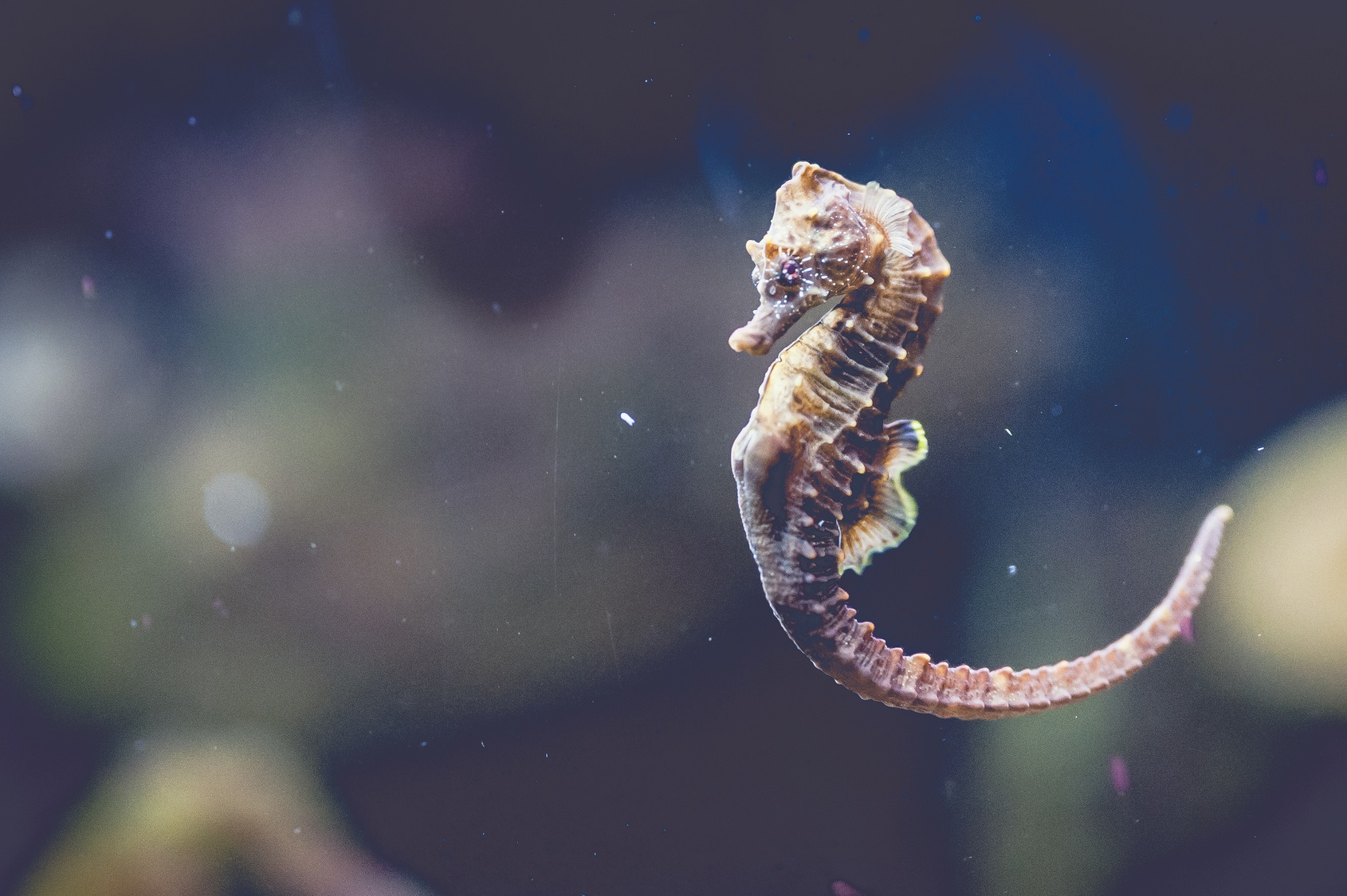 L’hippocampe est un poisson à la forme originale. © PicsArt, Fotolia