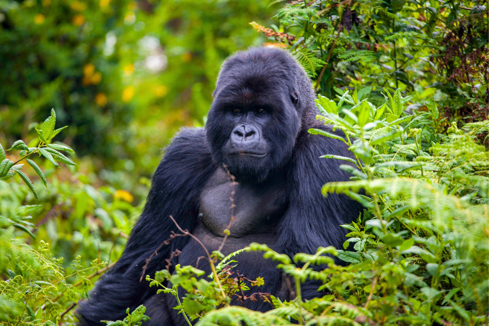 100 hommes vs 1 gorille : l’analyse d’un expert en évolution. © tschuma417, iStock