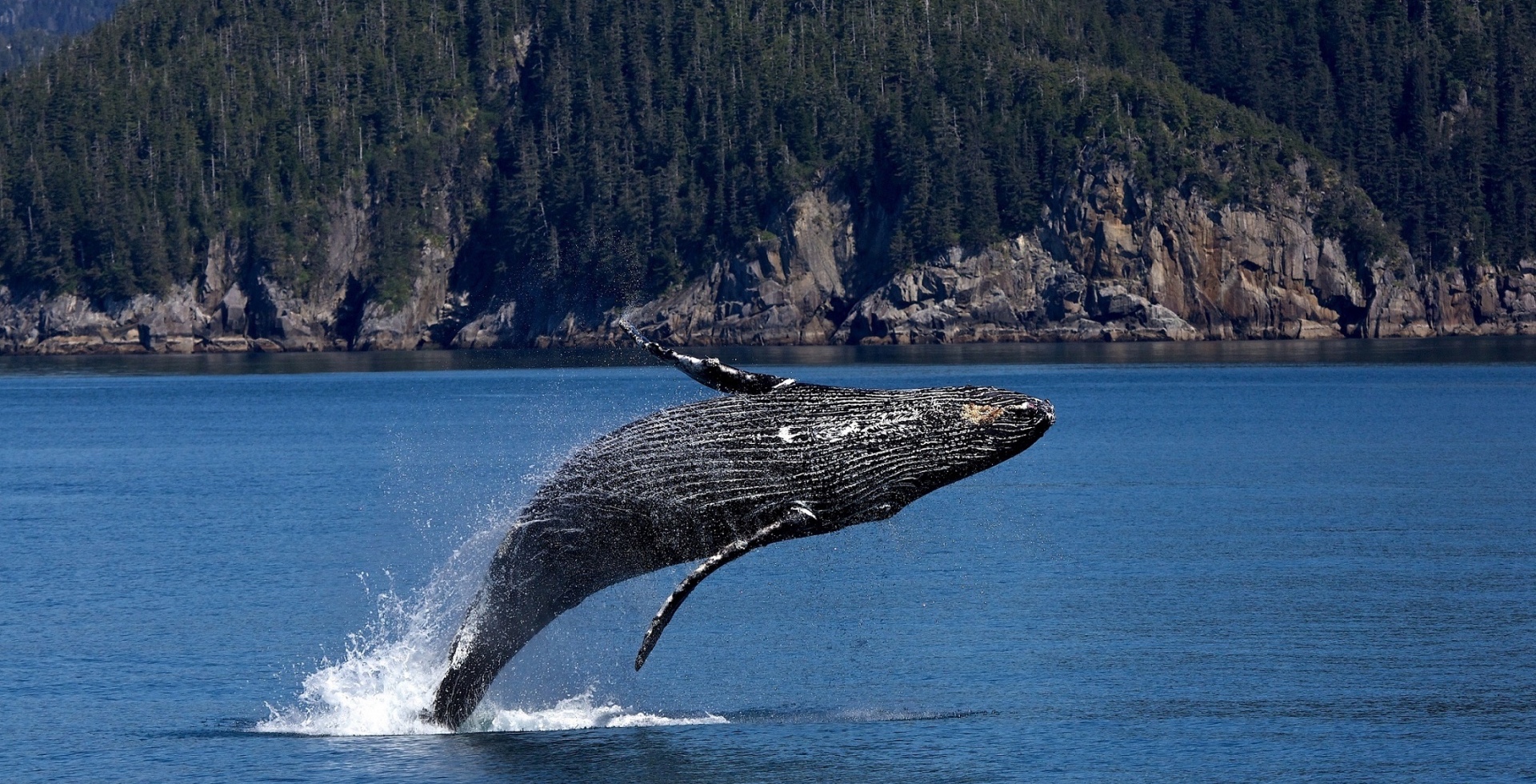 La baleine bleue est le plus grand animal marin à avoir jamais existé. Seuls certains dinosaures sauropodes, aux dimensions hypothétiques, peuvent lui disputer le titre de&nbsp;plus grand animal de la planète. © CC0 Public Domain