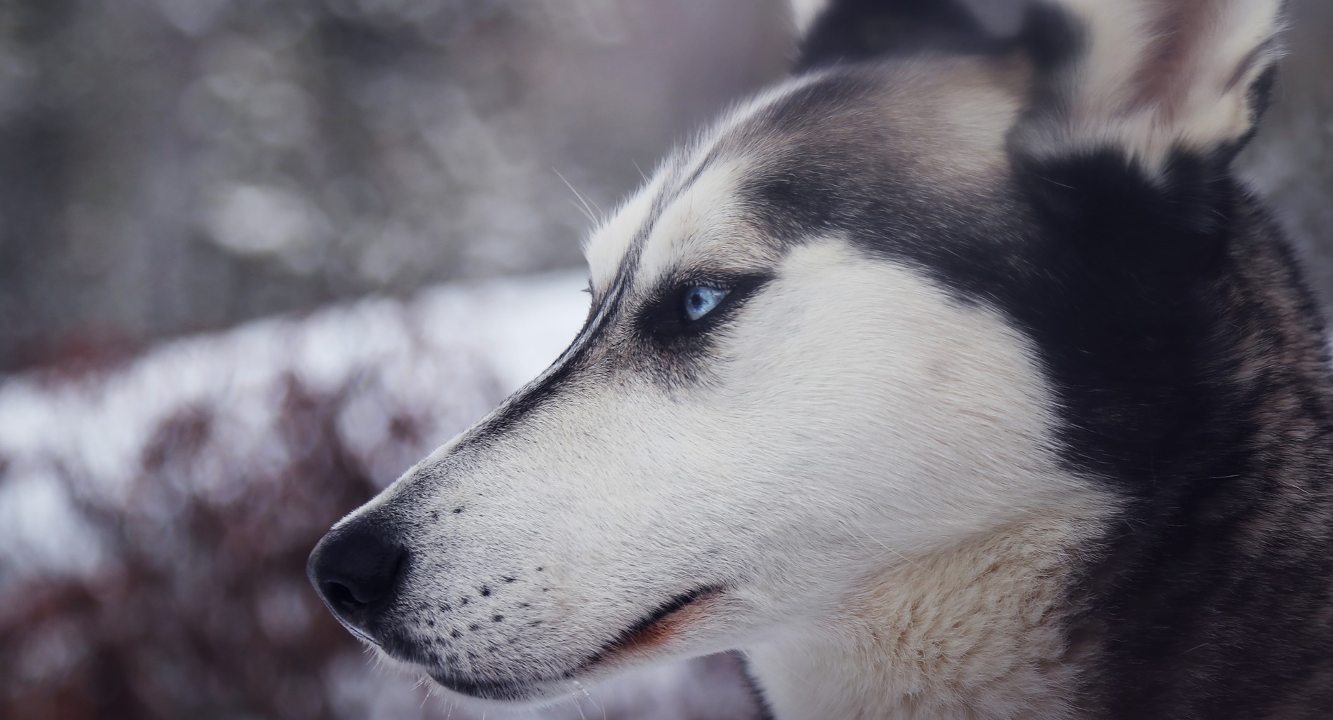 Le husky peut avoir les yeux bleus. © Pexels, Pixabay