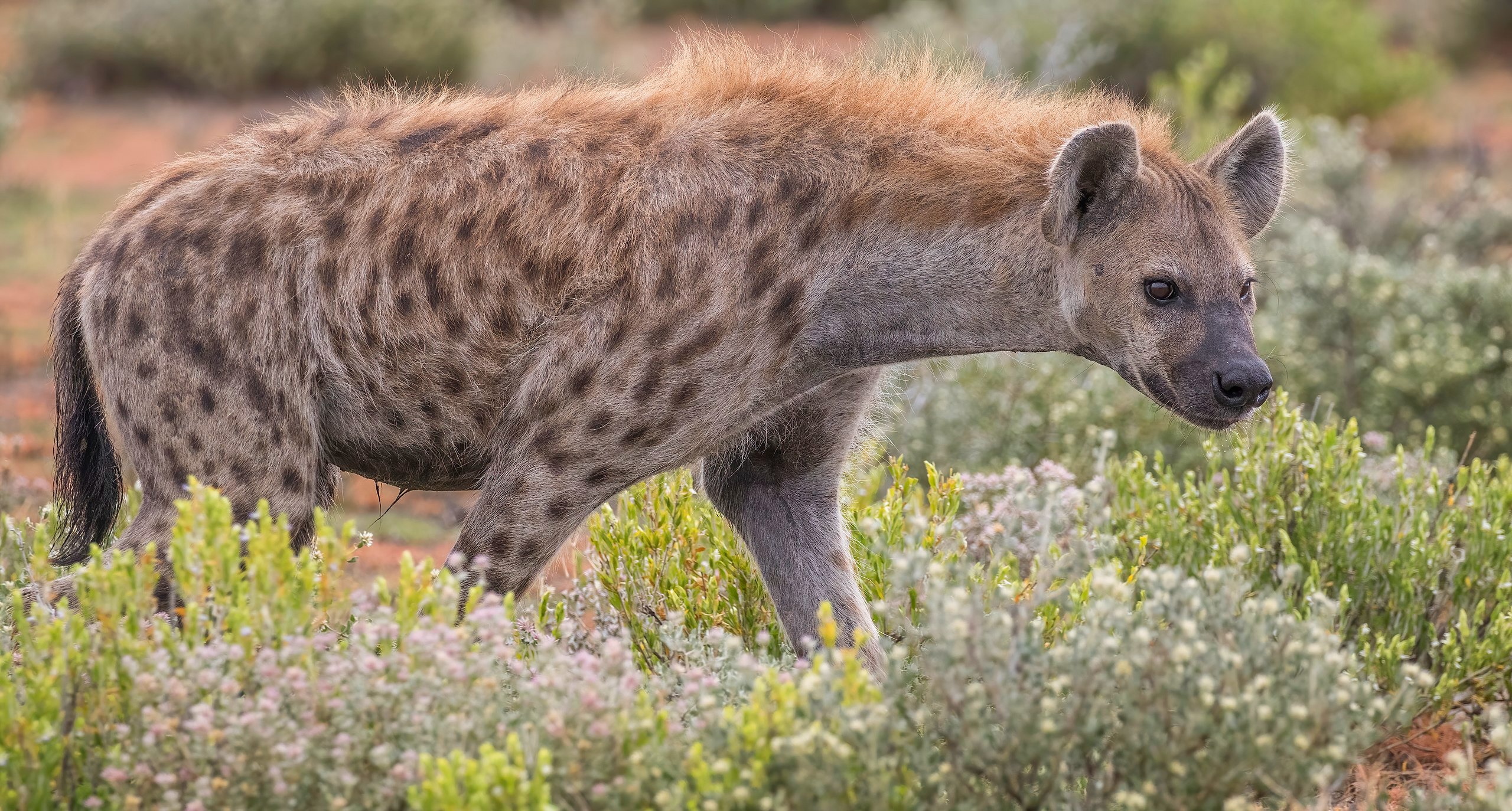 Hyène tachetée (Crocuta crocuta), Parc National d'Etosha, Namibie. © Charles J. Sharp, Wikimedia Commons, CC by-sa 4.0   