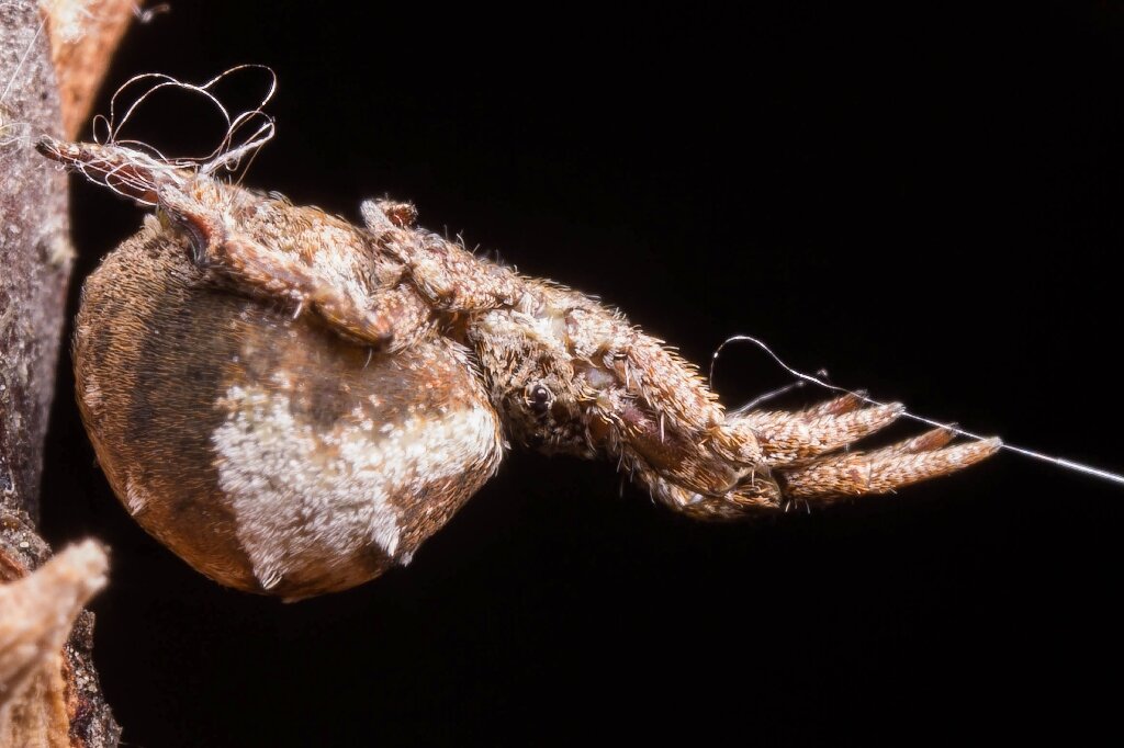 L'araignée Hyptiotes cavatus utilise sa toile comme catapulte pour attraper ses proies. Elle s'accroche avec ses pattes arrière pour tirer avec ses pattes avant sur un fil attaché à sa toile.  © Sarah Han, University of Akron