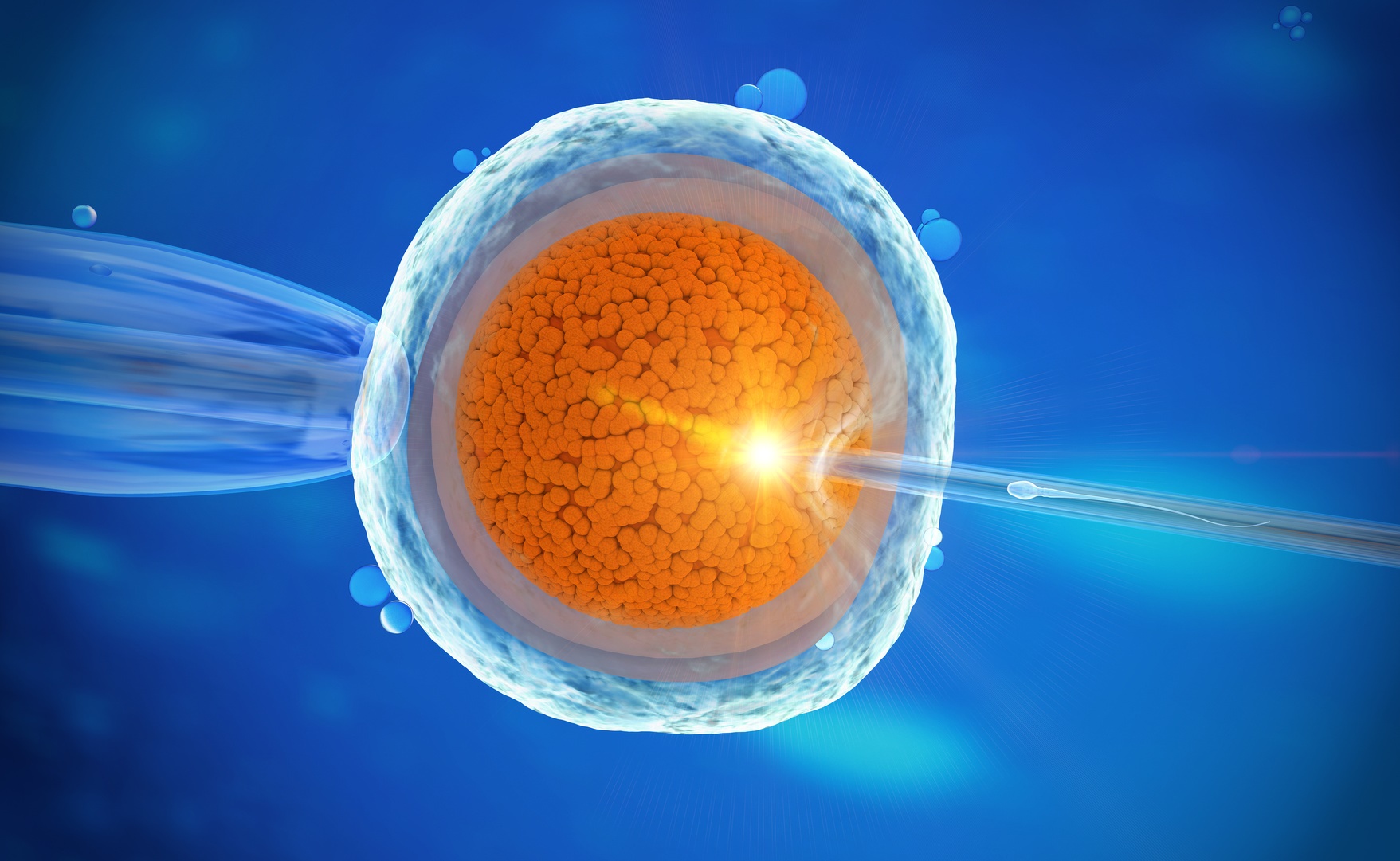 Lors d’une fécondation in vitro avec ICSI, un spermatozoïde est injecté dans un ovocyte. © Christoph Burgstedt, Fotolia