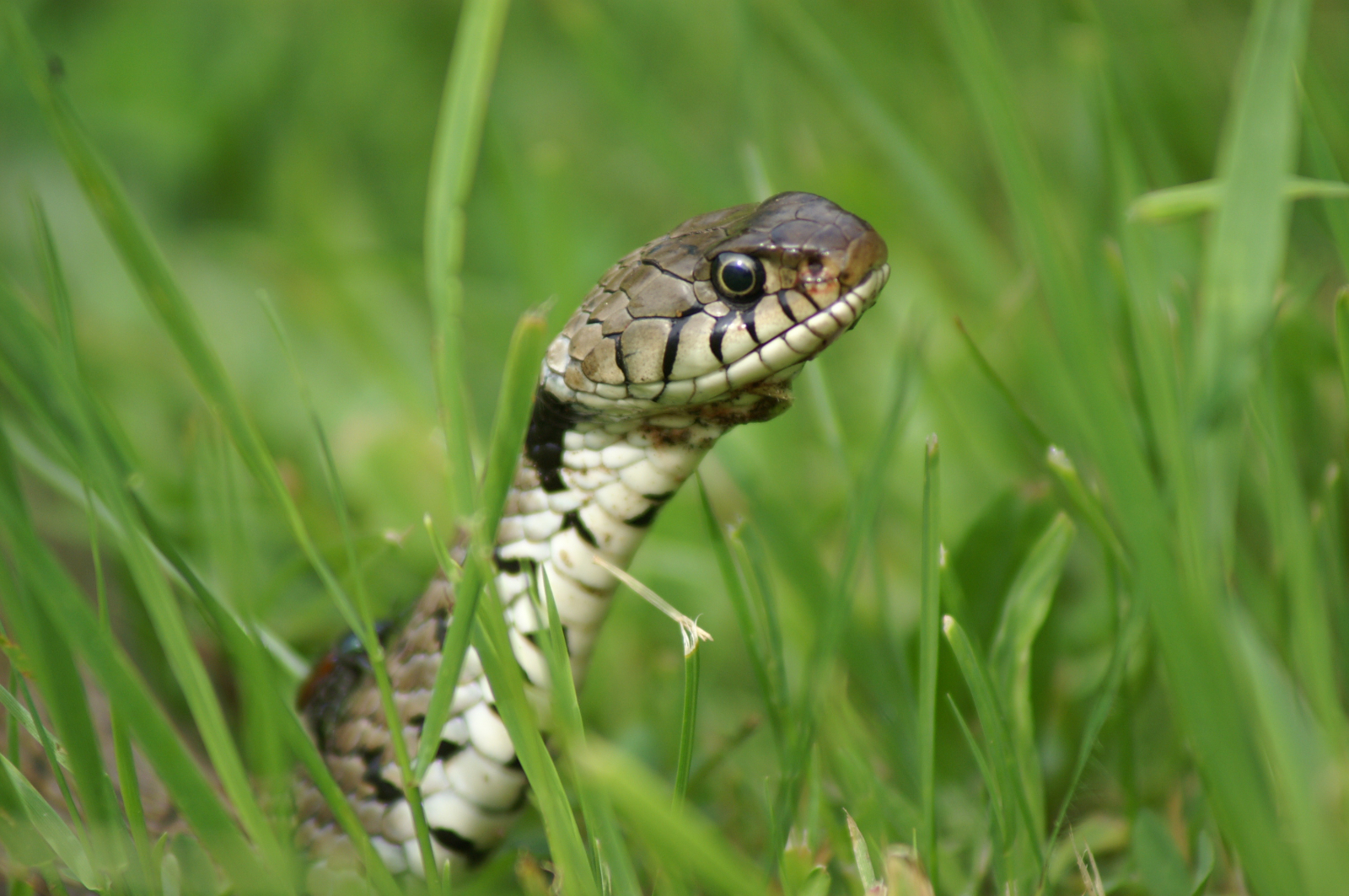 Ce serpent-là joue les curieux dans le jardin ! © Cattet Dominique, Adobe Stock