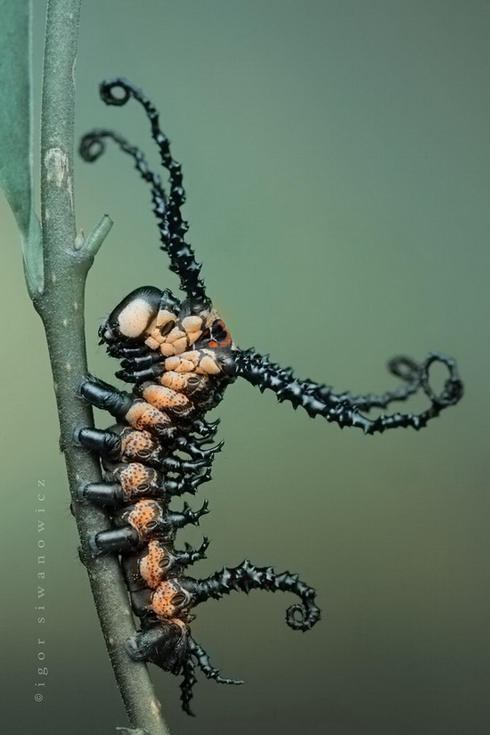 Une jeune chenille de Brahmaea wallichii&nbsp;photographiée par Igor Siwanowicz.&nbsp;© Igor Siwanowicz