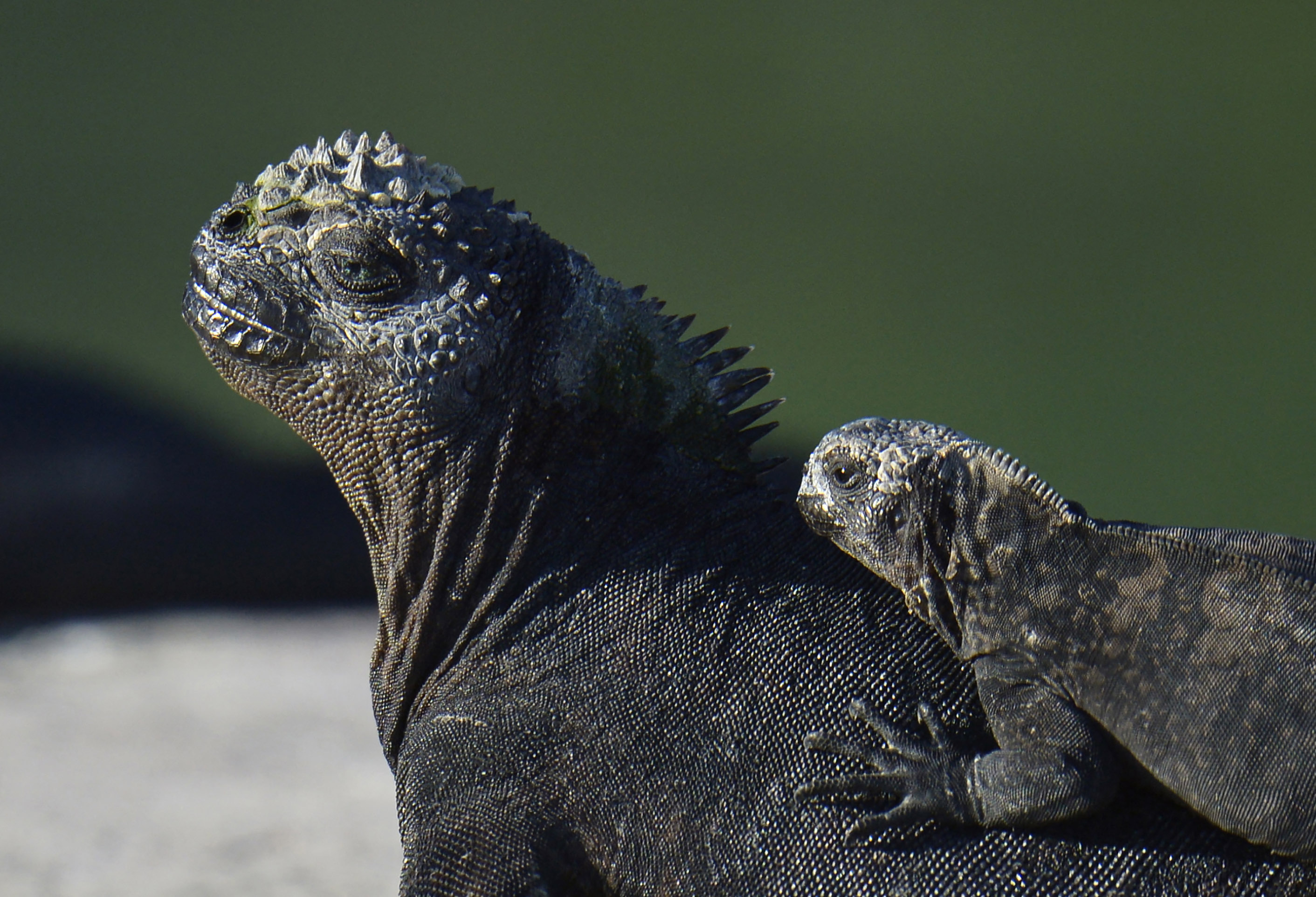 Un iguane terrestre disparu il y a plus d'un siècle de l'une des îles Galapagos se reproduit naturellement après sa réintroduction. © Rodrigo Buendia/AFP