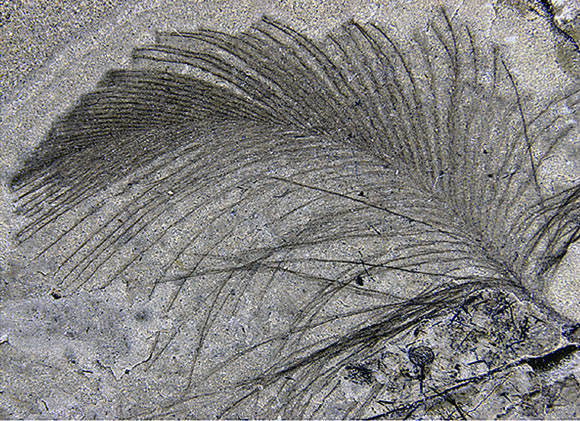 Une des plumes de dinosaure retrouvée en Australie. © Kundràt et al.
