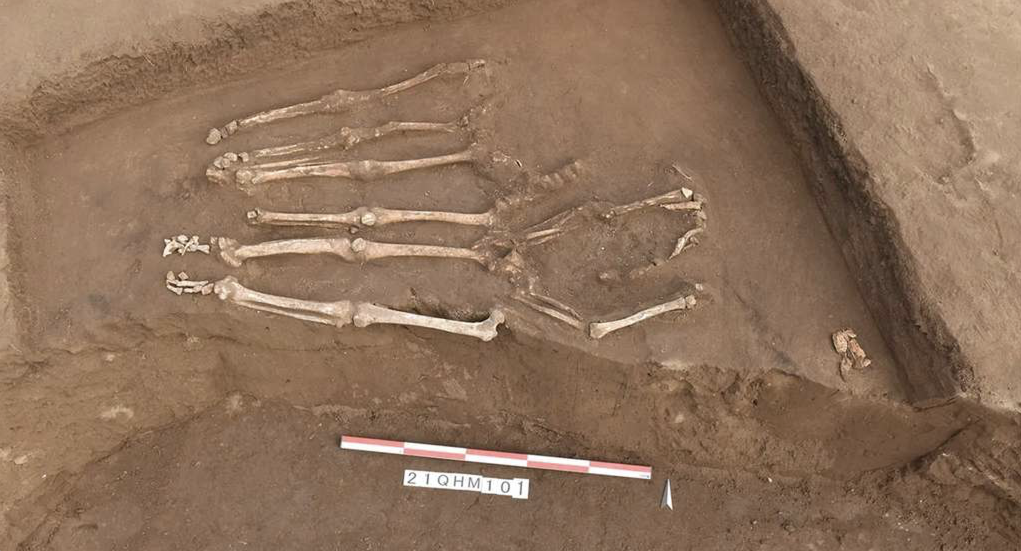 Les individus déterrés à Honghe ont été tués au Néolithique, la datation permet d'estimer qu'ils auraient été enterrés il y a 4 100 ans. © Qian Wang, Texas A&amp;M University School of Dentistry 