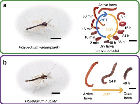 Comparaison de&nbsp; P. vanderplanki (a), seul insecte dont la larve est capable d’anhydrobiose avec&nbsp;une espèce proche, P. nubifer (b). La barre représente 2 mm. © Gusev et al 2014, Nature Communications