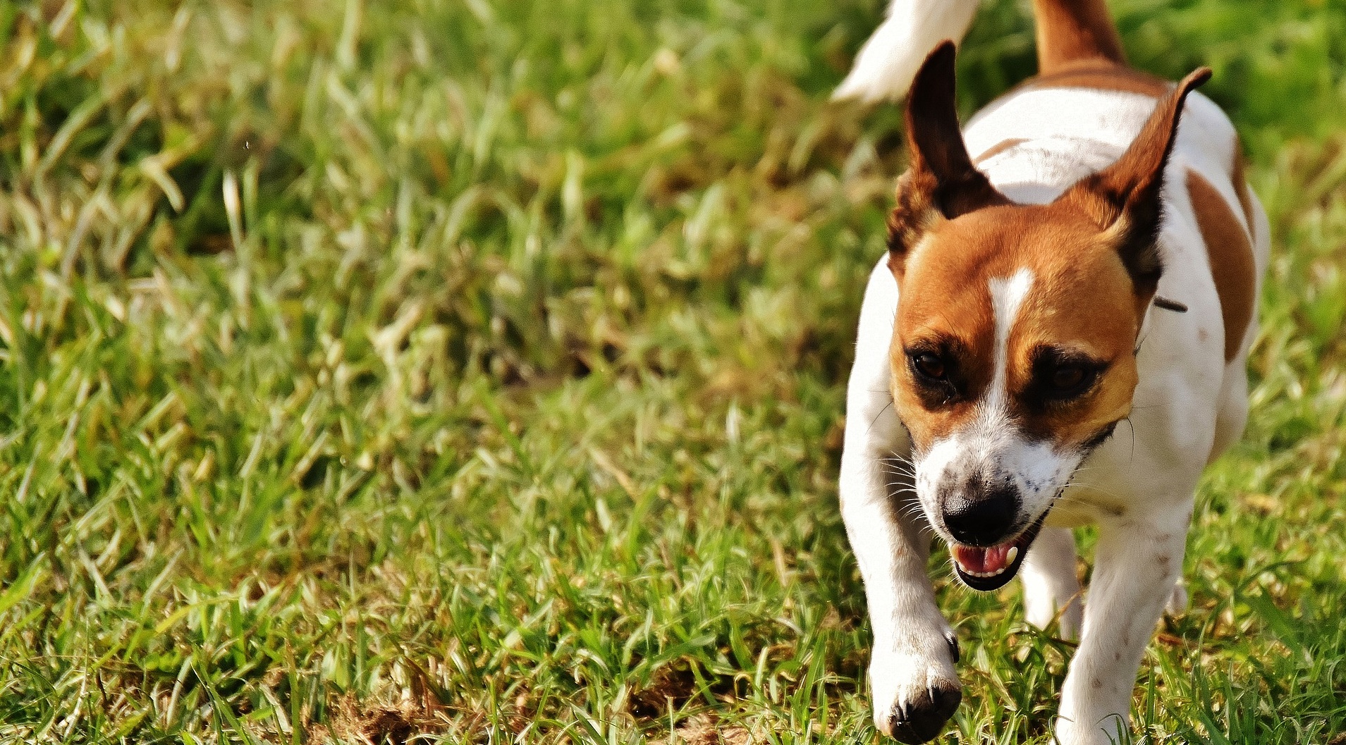 Le Jack Russel est un chien d’extérieur très actif. © Alexas_photos, Pixabay