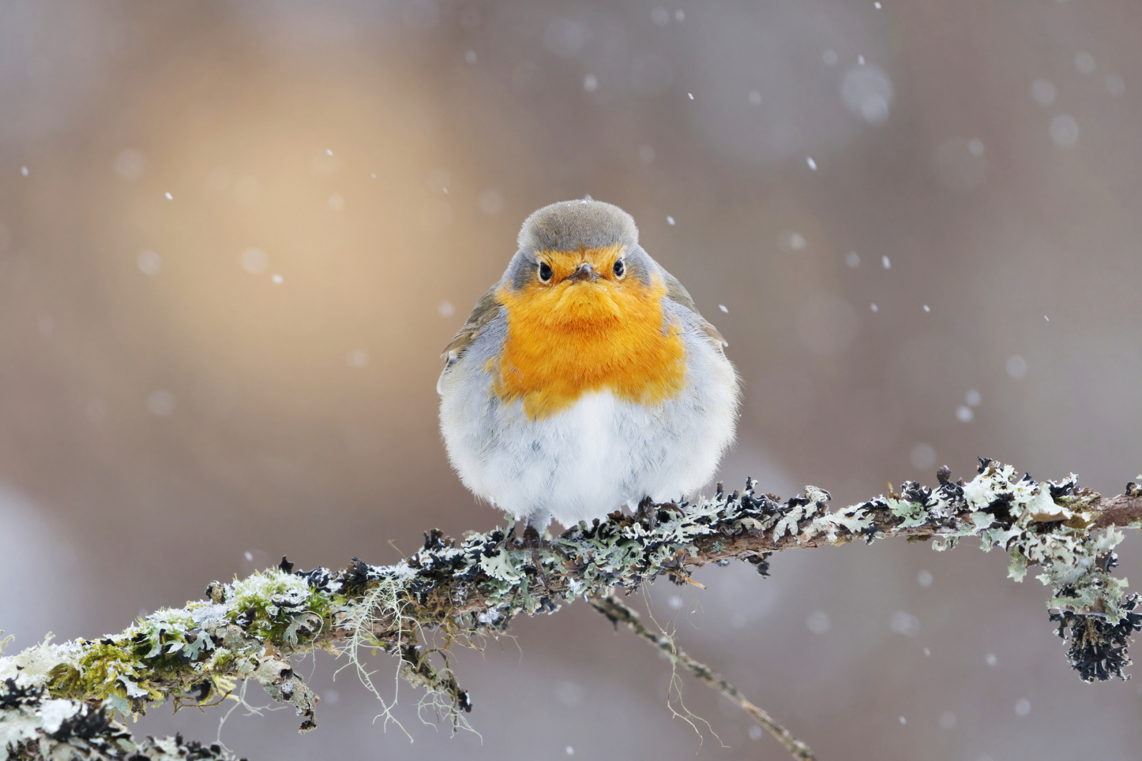 Il faut choisir avec soin l'emplacement du nichoir dans son jardin. © Henri Lehtola, iStock