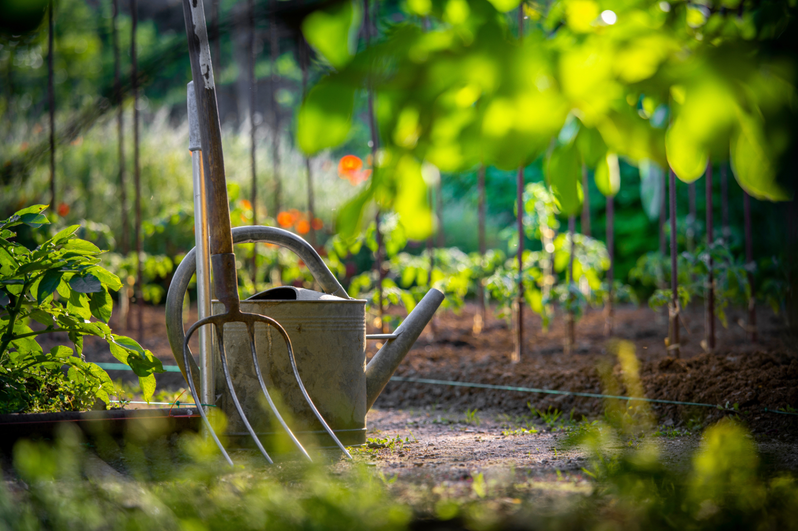 Alors, que faire au jardin avant fin mai ? © Thierry RYO, Adobe Stock