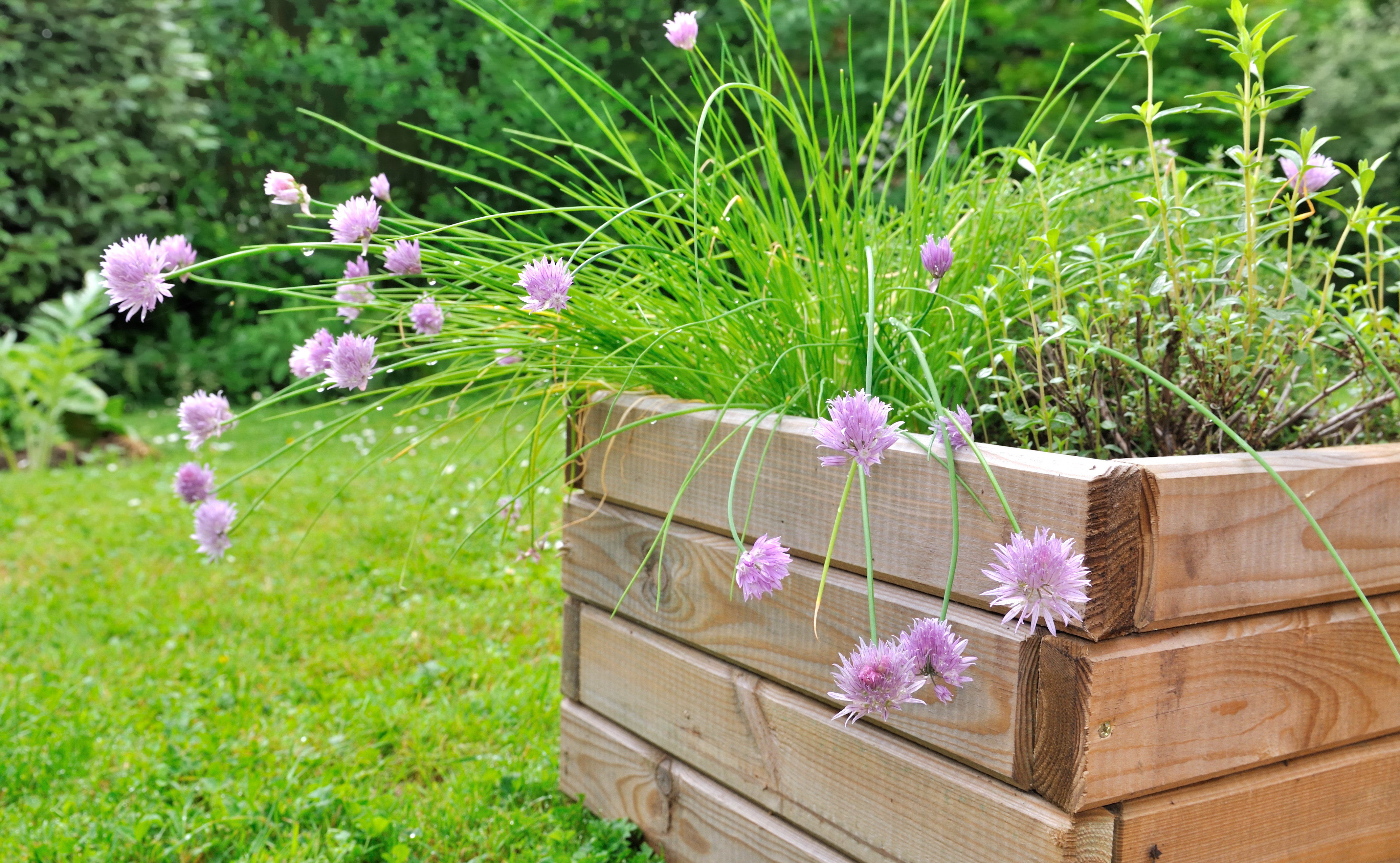 Comment fabriquer une jardinière en bois pour repiquer des plantes au printemps ? © coco, Adobe Stock