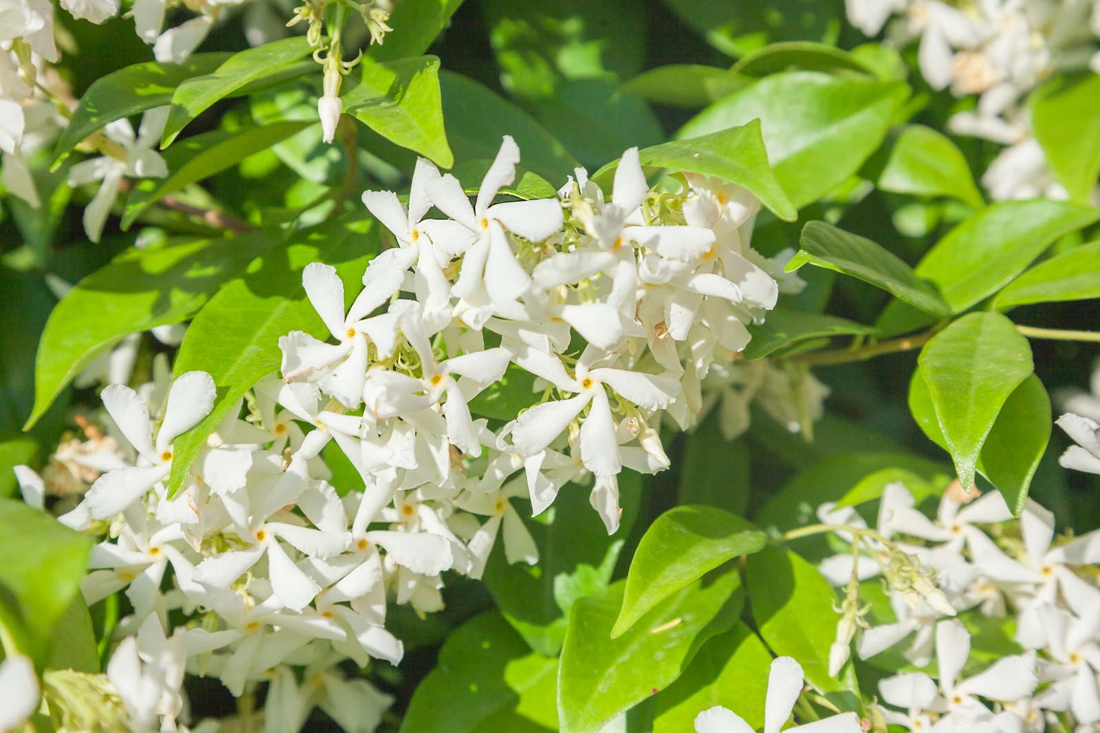 Grappe de fleurs blanches très parfumées du jasmin étoilé.&nbsp;© adisa, Adobe Stock