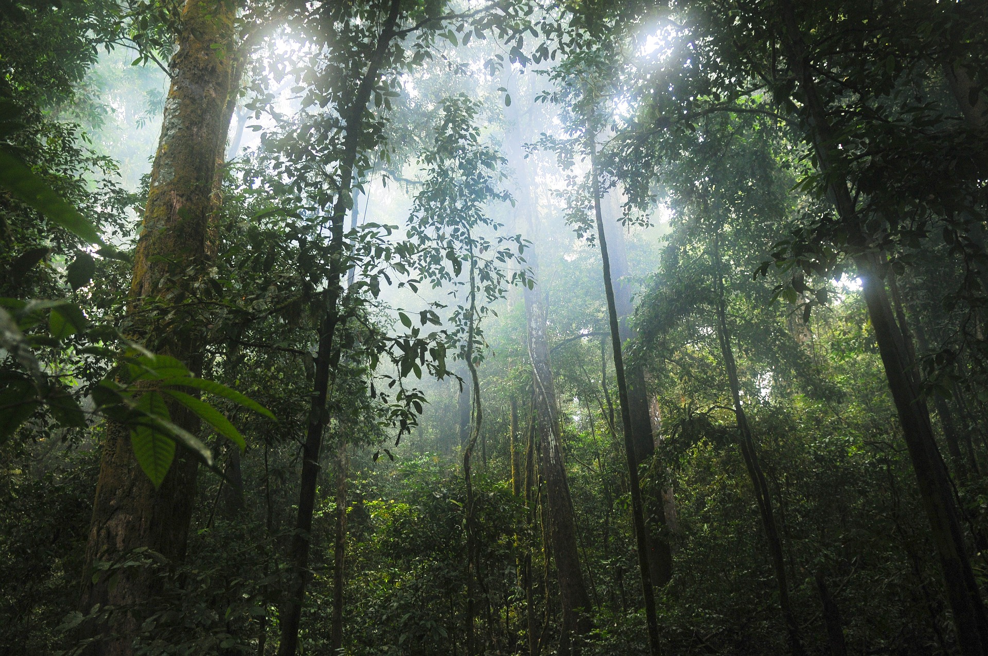 Les forêts tropicales influencent le climat bien au-delà de leurs frontières. © stokpic, Pixabay
